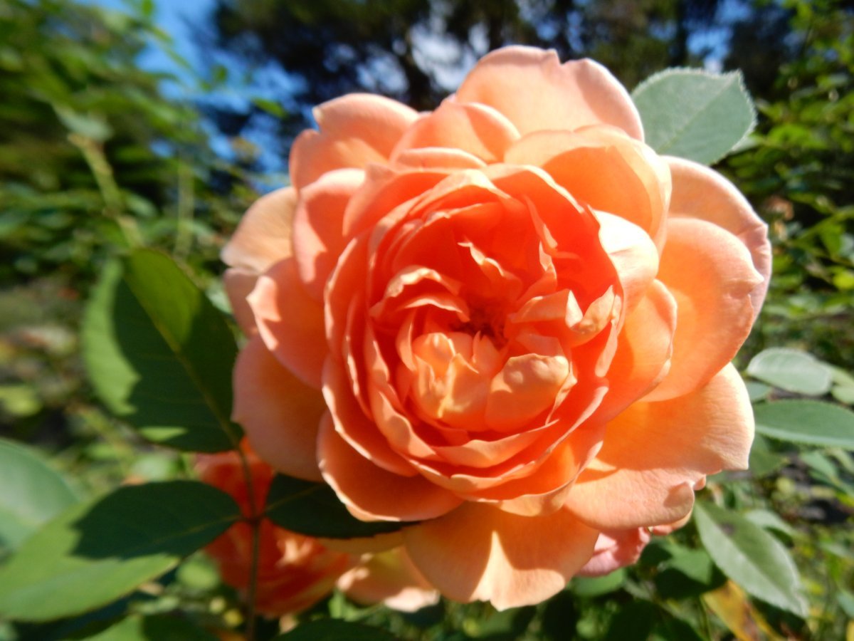 Роза Леди оф Шалот