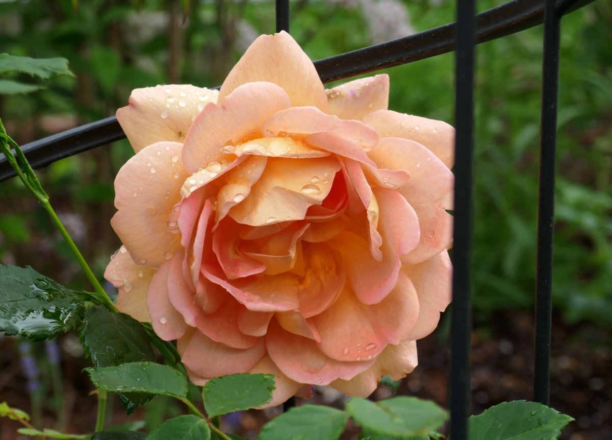 Роза Леди оф Шалот - фото 10