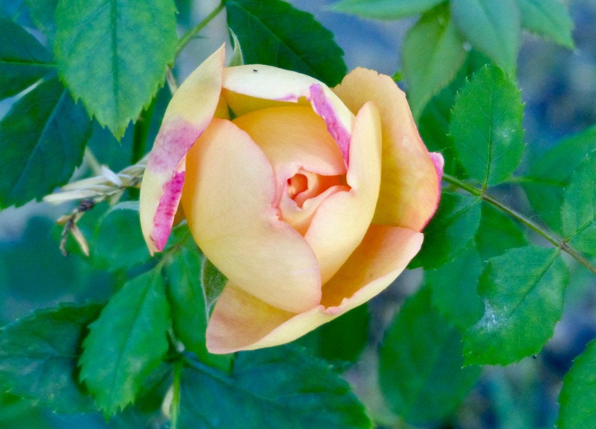 Роза Леди оф Шалот - фото 7