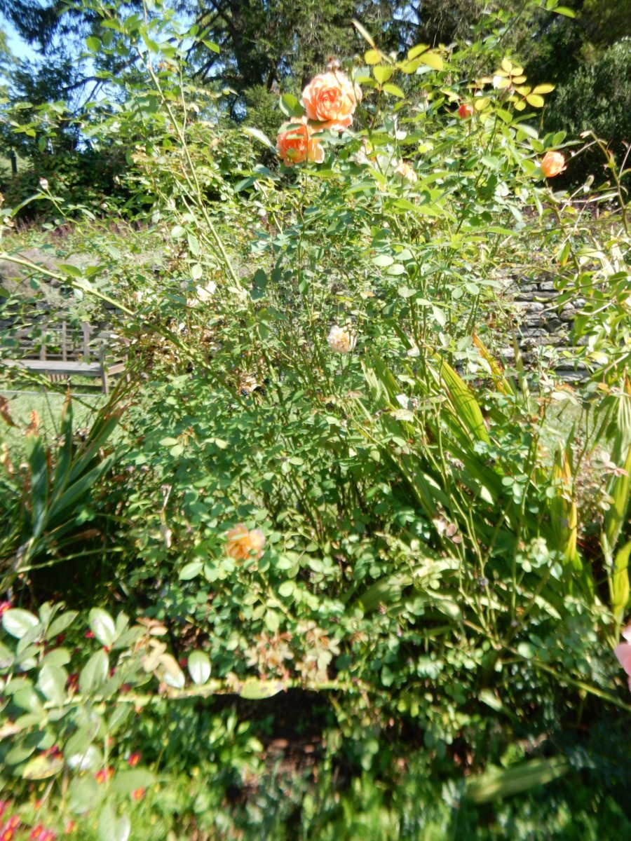 Роза Леди оф Шалот - фото 3