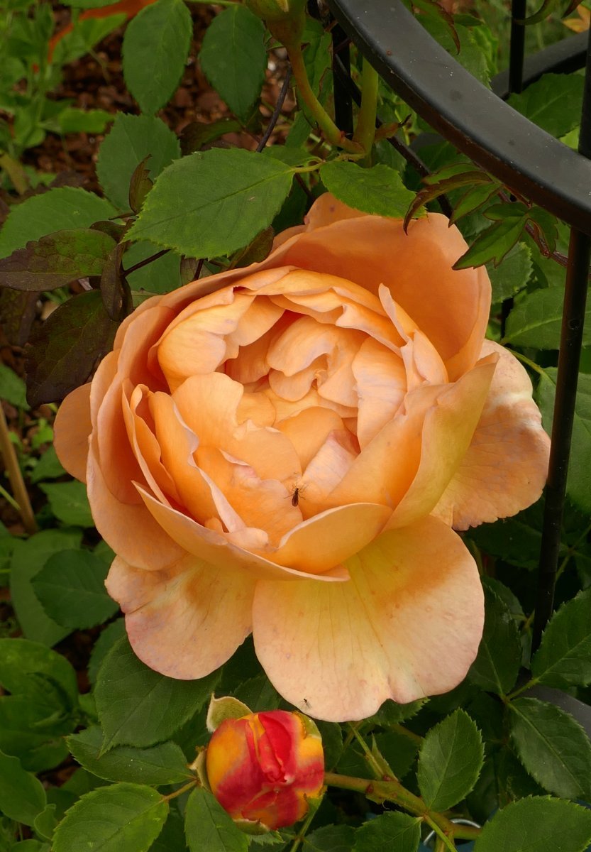 Роза Леди оф Шалот - фото 8