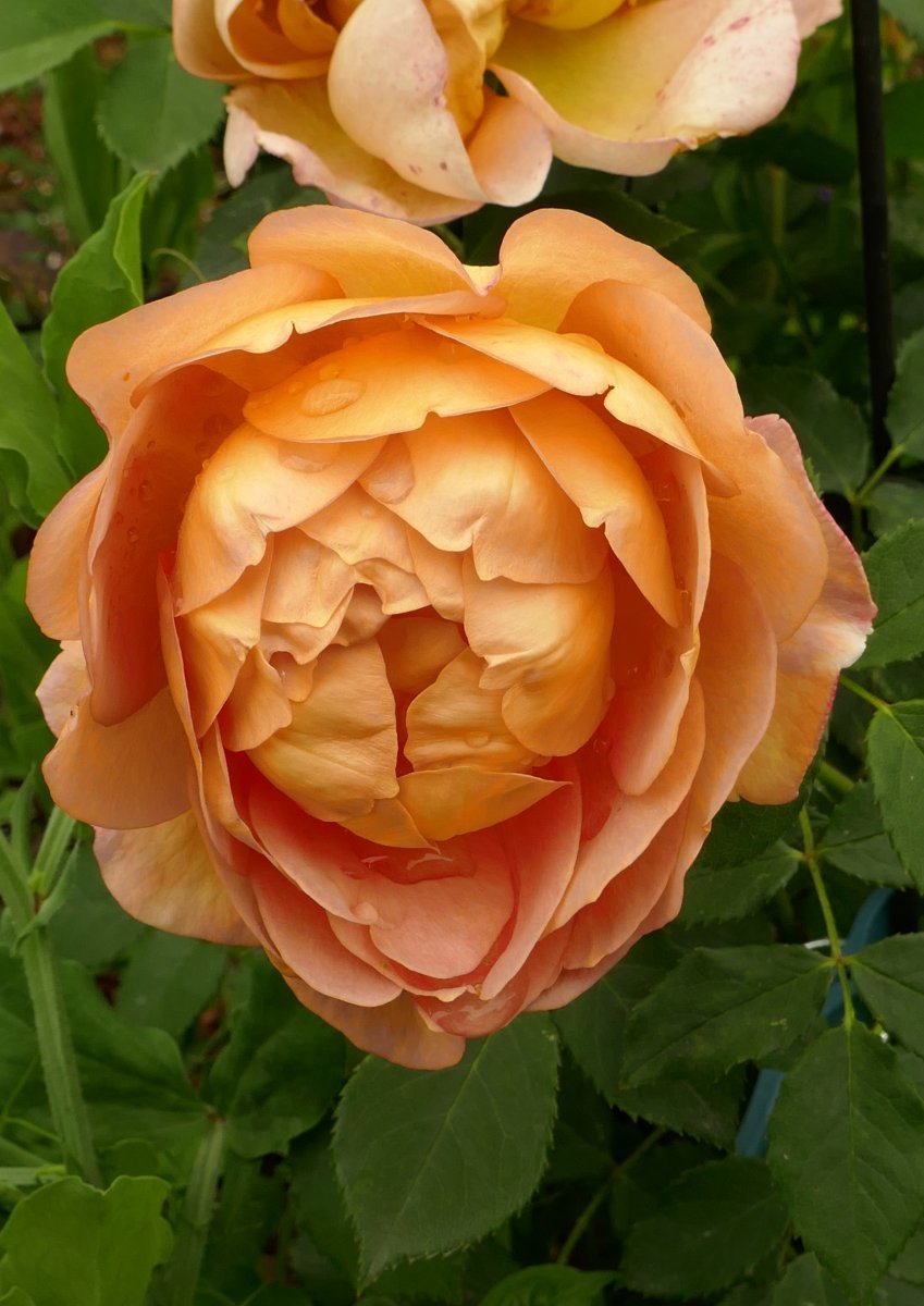 Роза Леди оф Шалот - фото 5