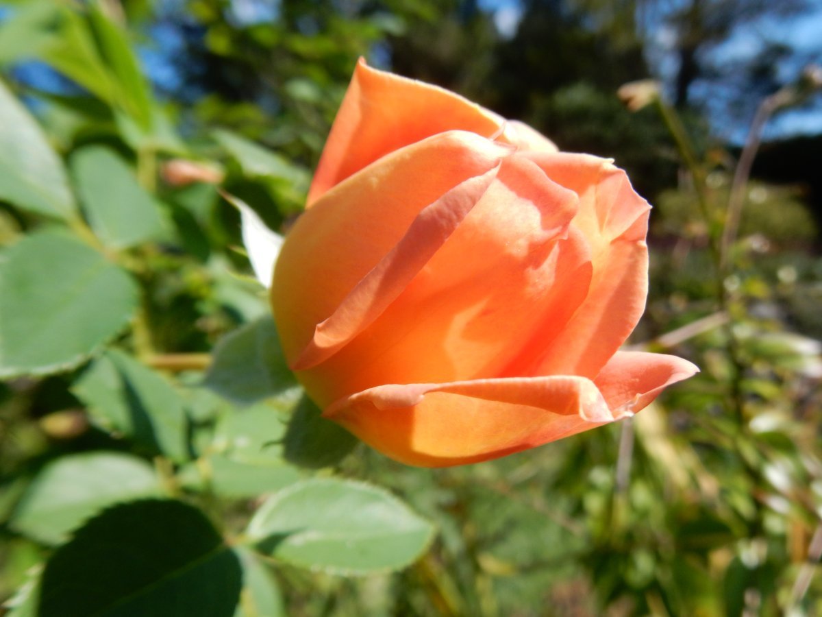 Роза Леди оф Шалот - фото 2