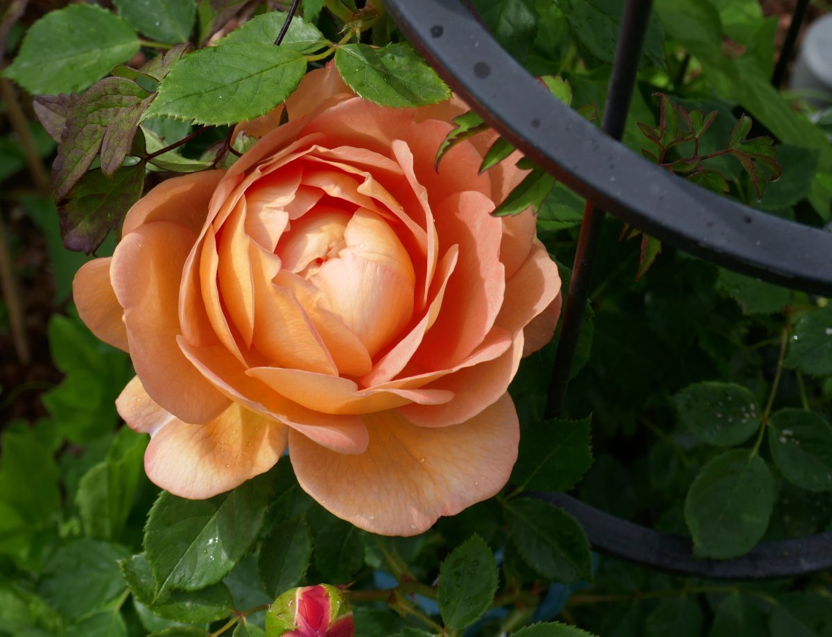 Роза Леди оф Шалот - фото 9