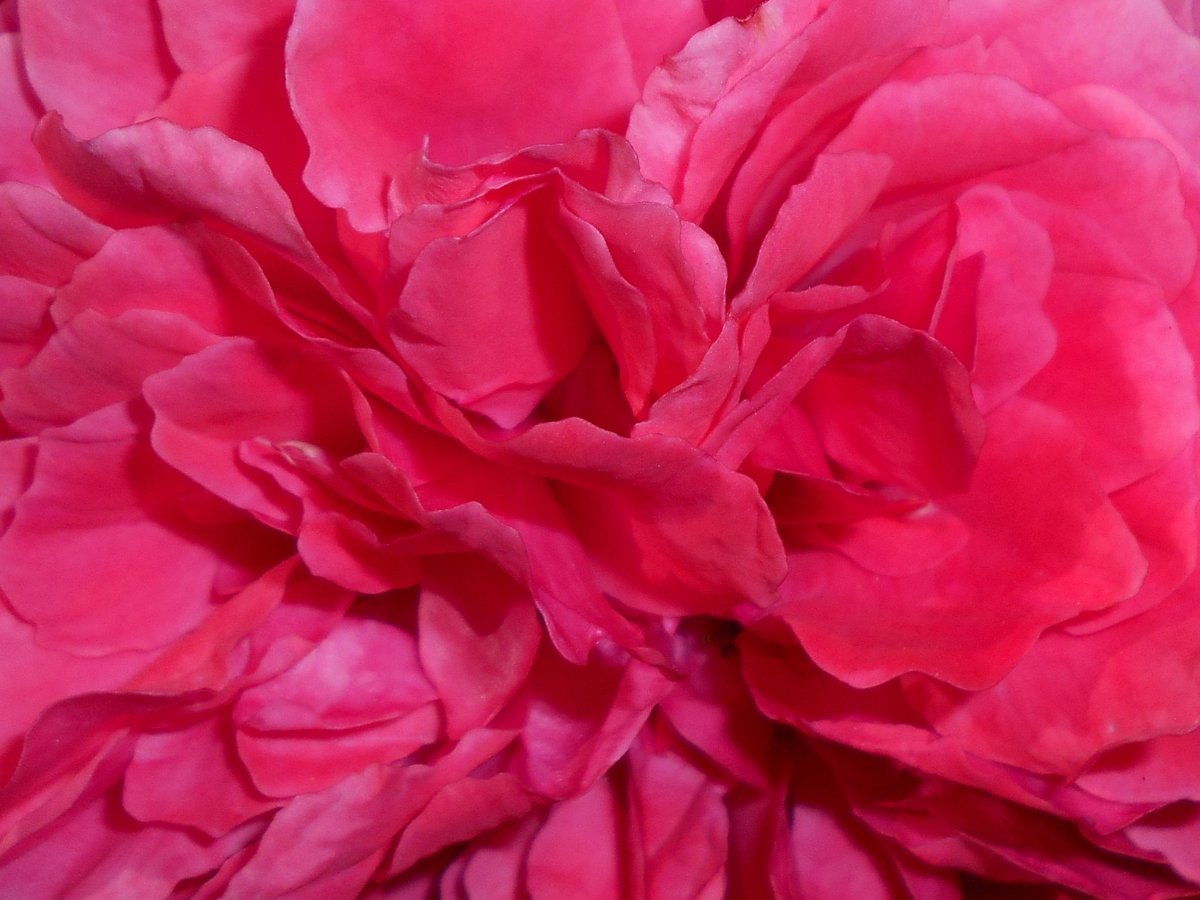 Роза Розариум Ютерсен - фото 4