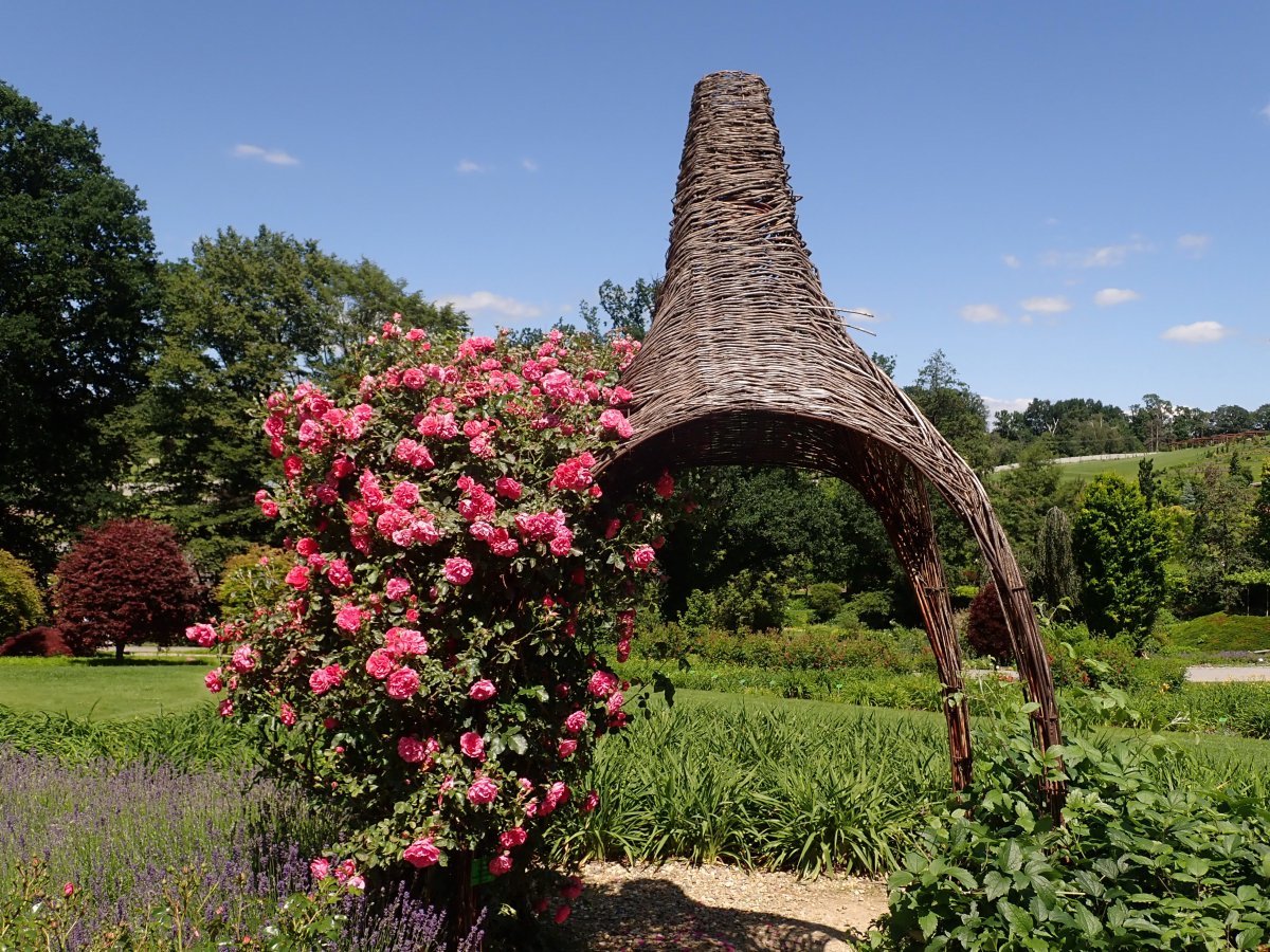 Роза Розариум Ютерсен - фото 9