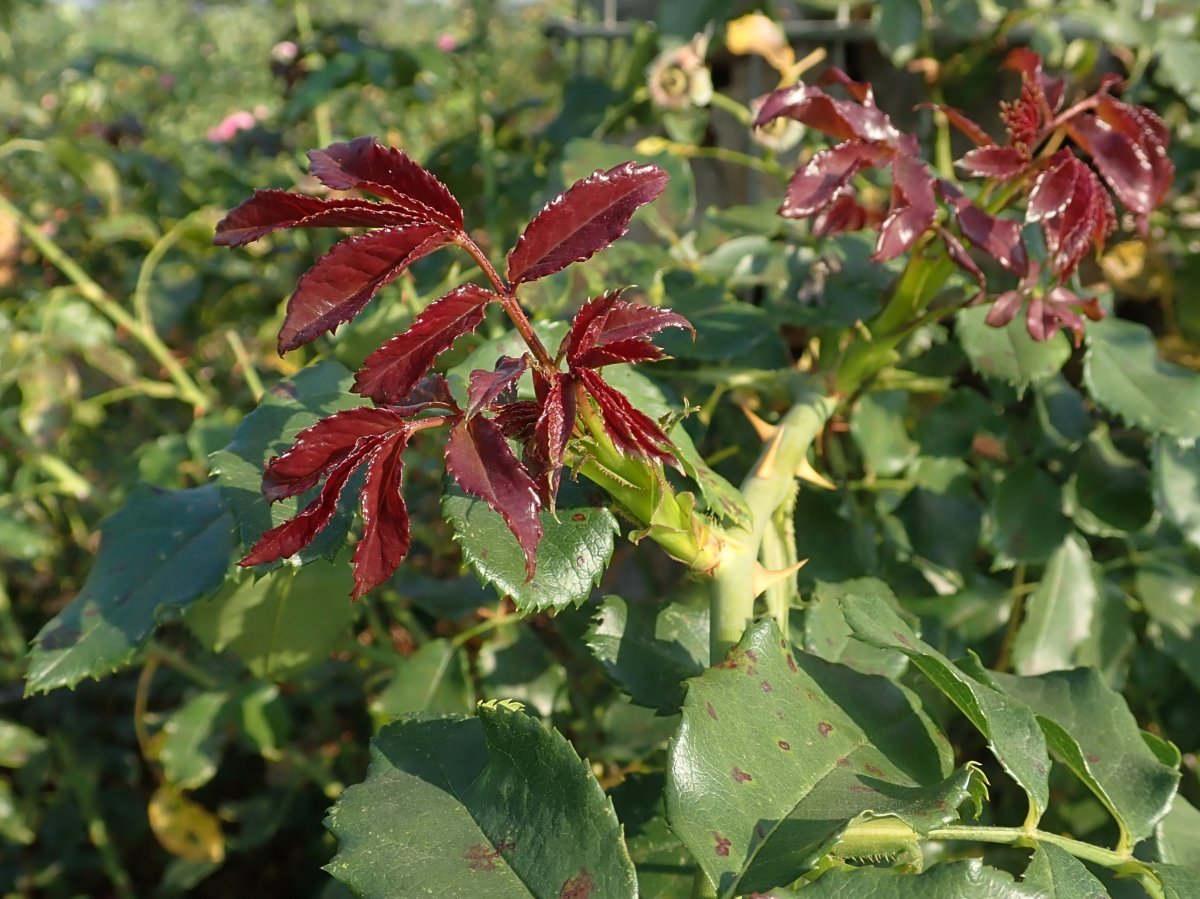 Роза Розариум Ютерсен - фото 8