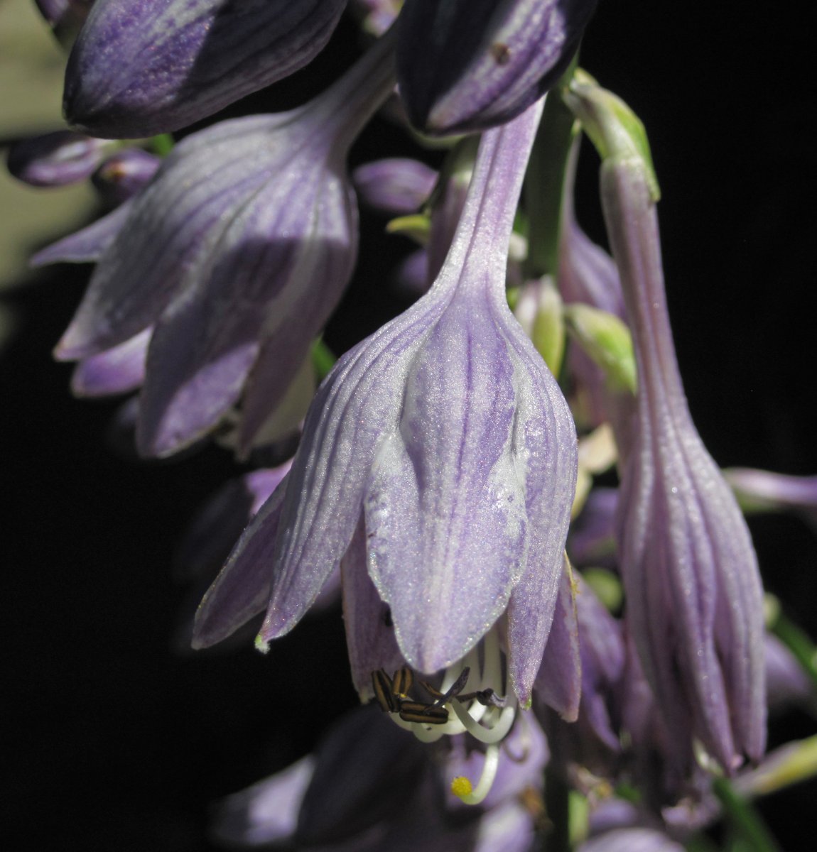 Хоста без сорта - фото 6