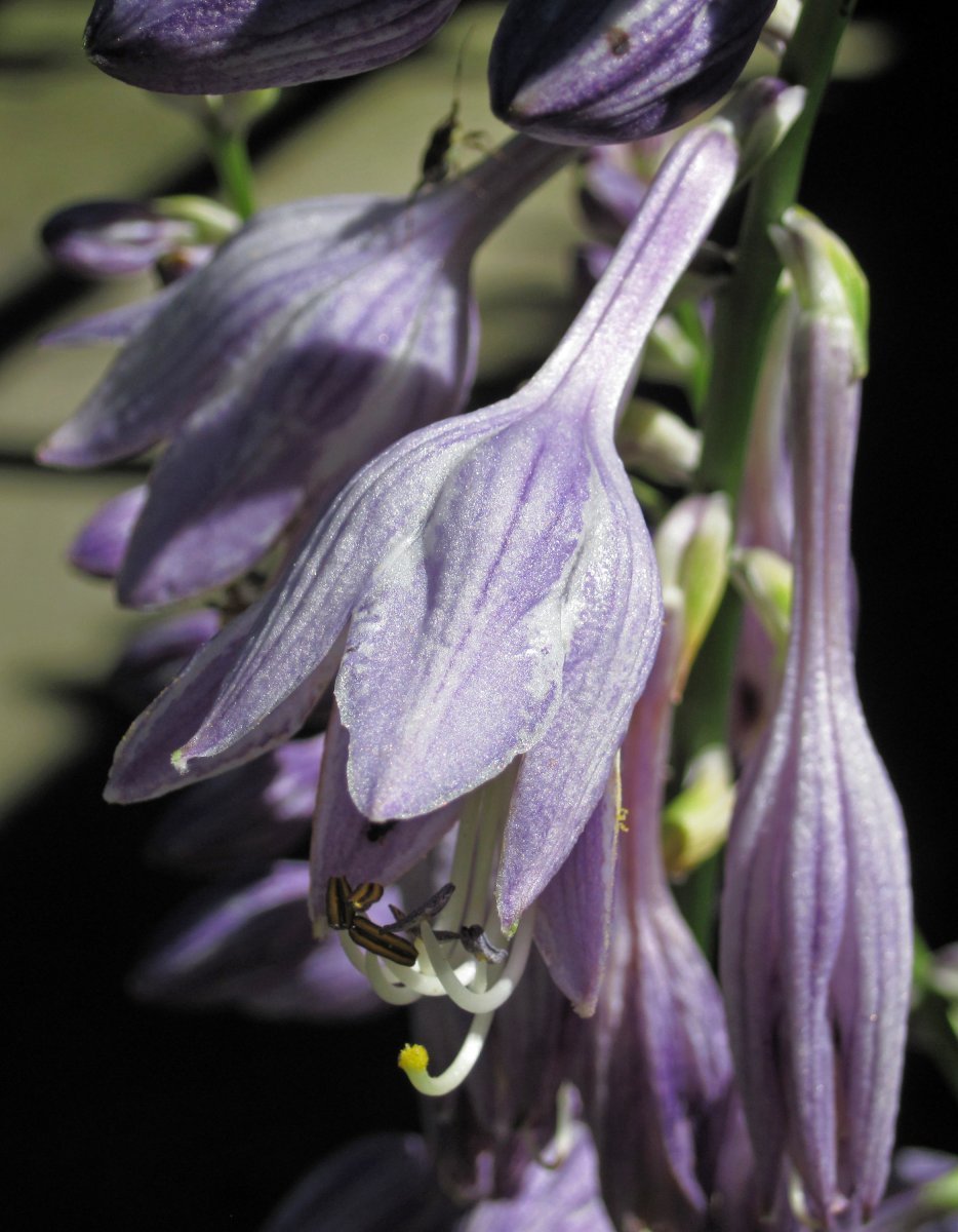 Хоста без сорта - фото 5