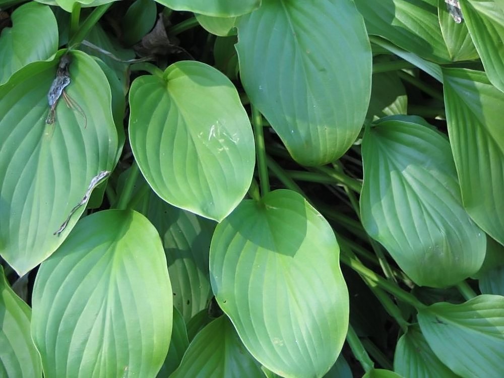 Хоста без сорта - фото 3