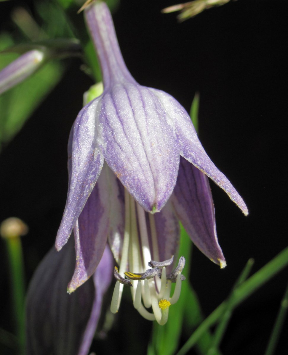 Хоста без сорта - фото 7