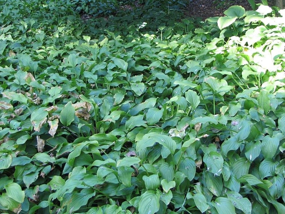 Хоста без сорта - фото 2