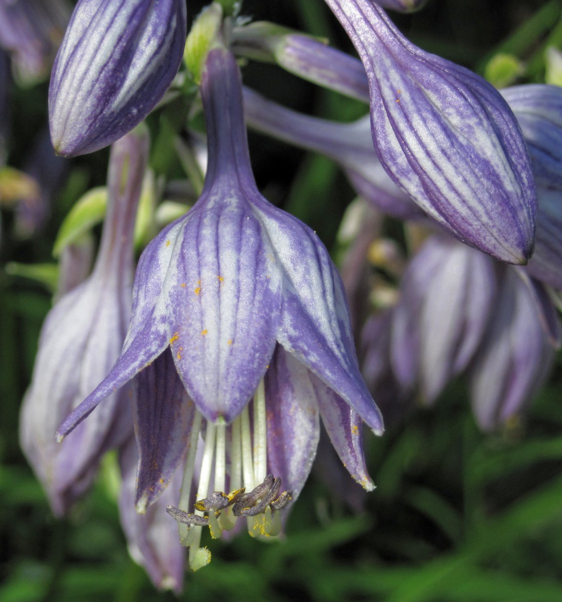 Хоста без сорта - фото 8