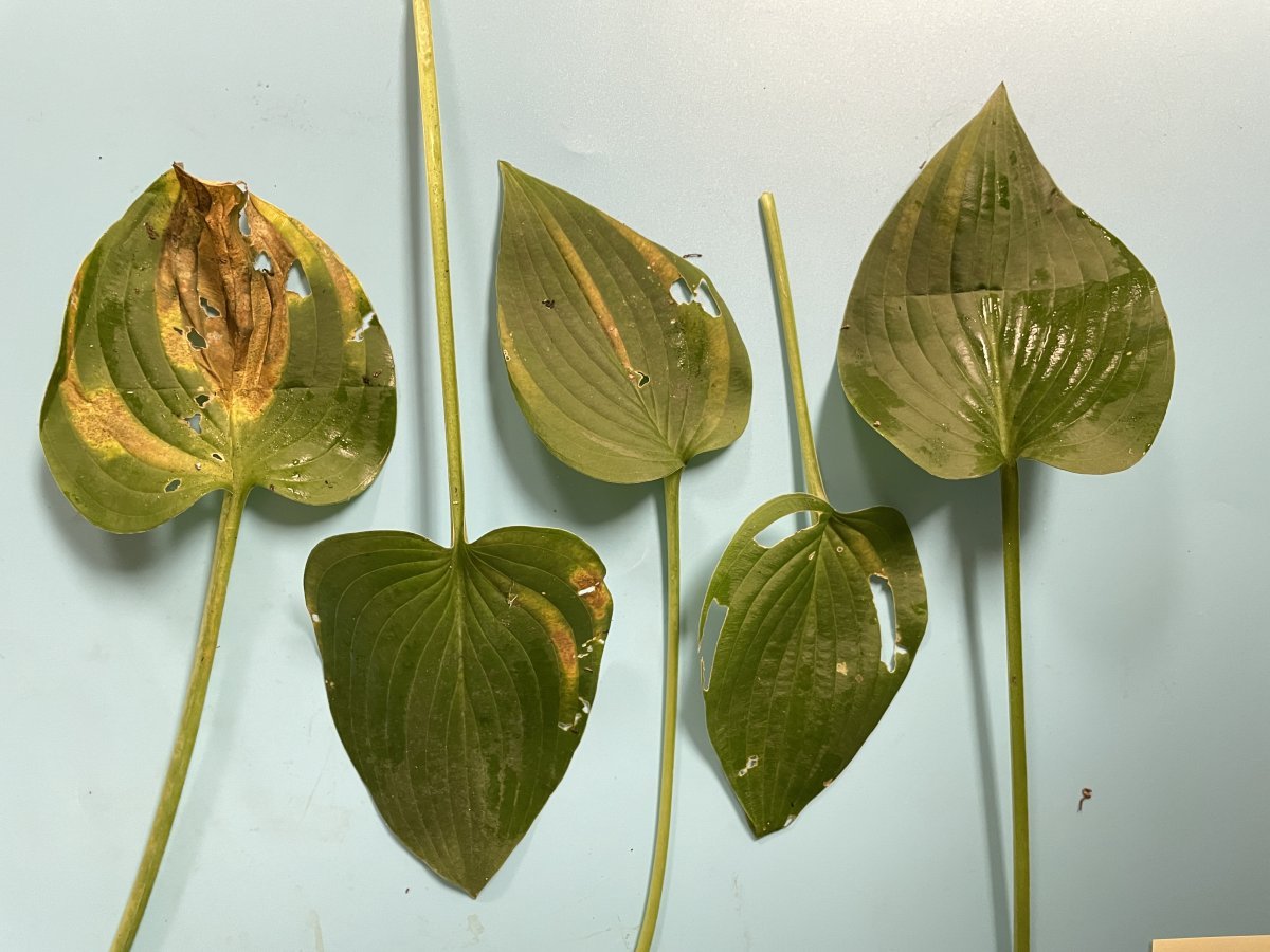 Хоста без сорта