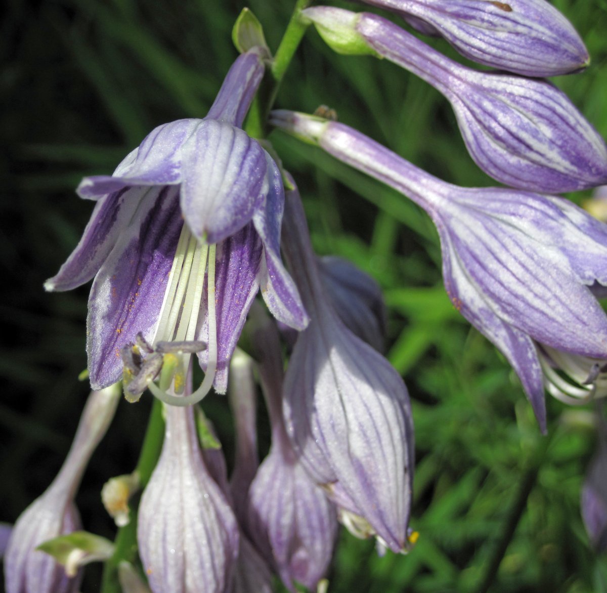 Хоста без сорта - фото 9