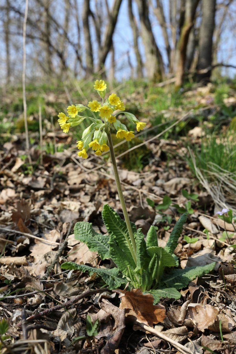 Примула весенняя - фото 10