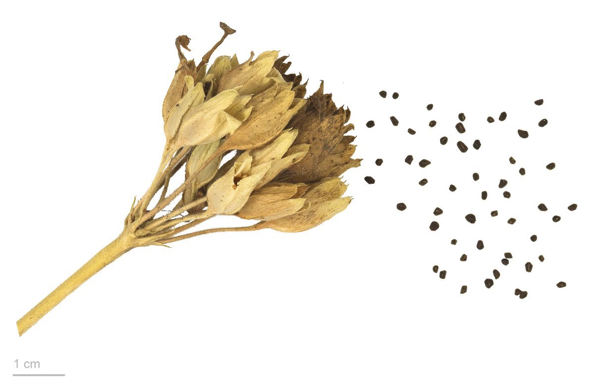 Примула весенняя - фото 8