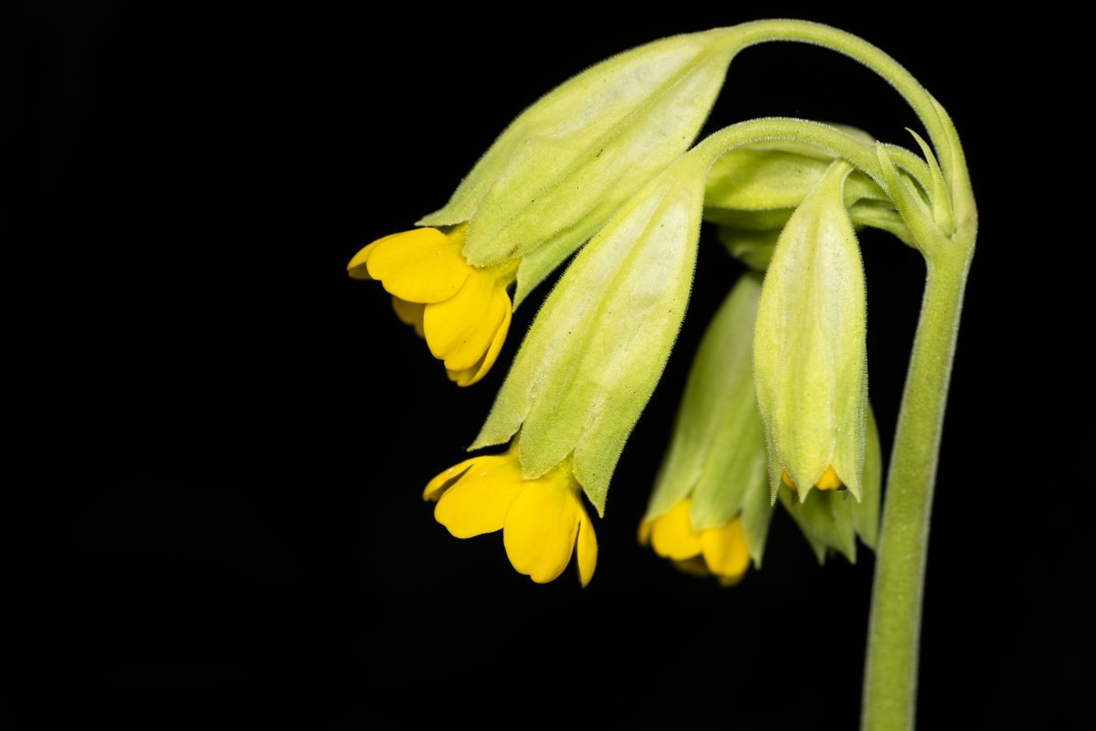 Примула весенняя - фото 11
