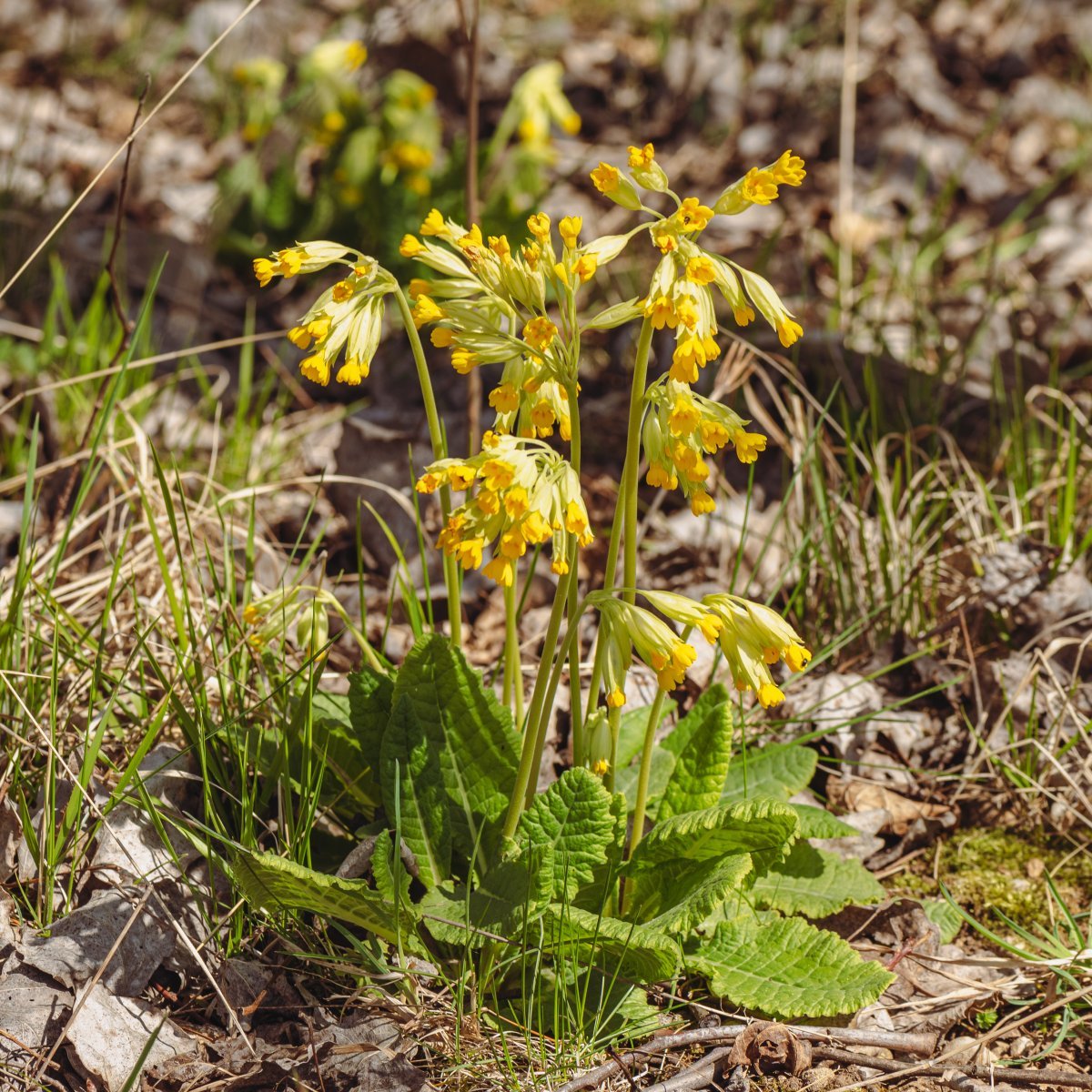 Примула весенняя - фото 3