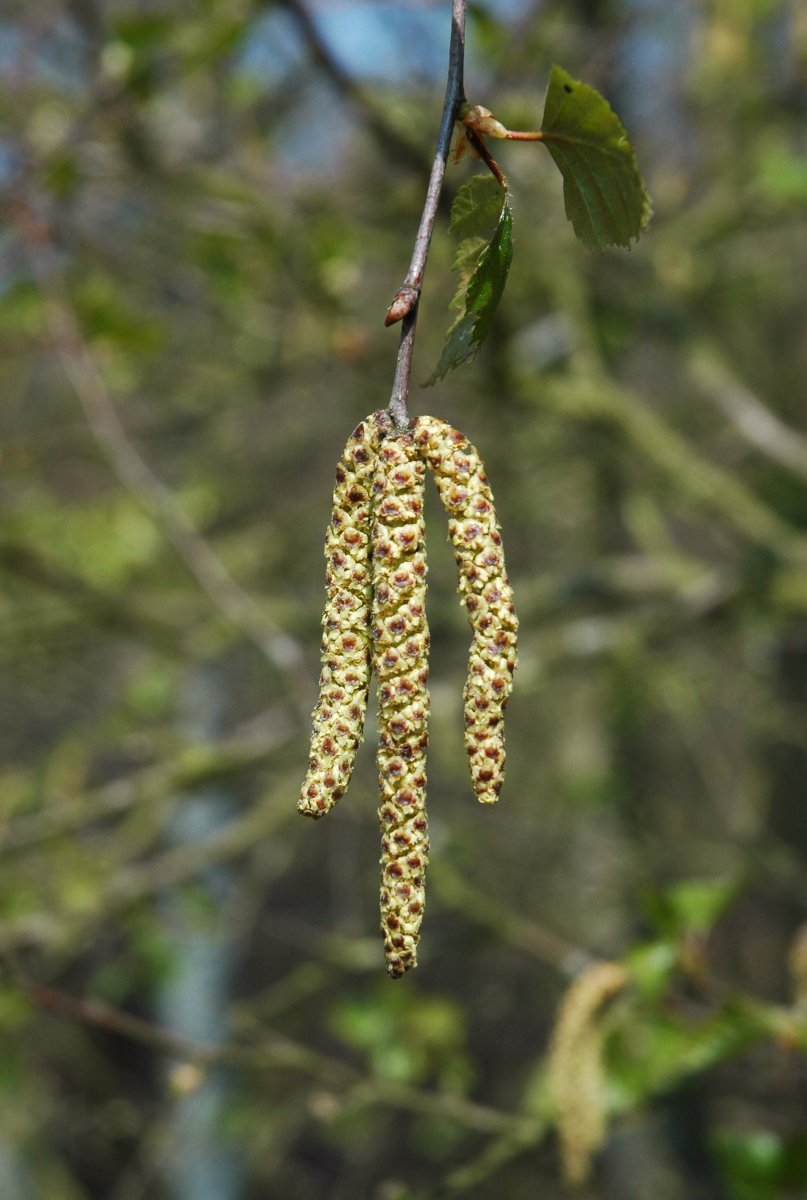 Береза повислая - фото 5