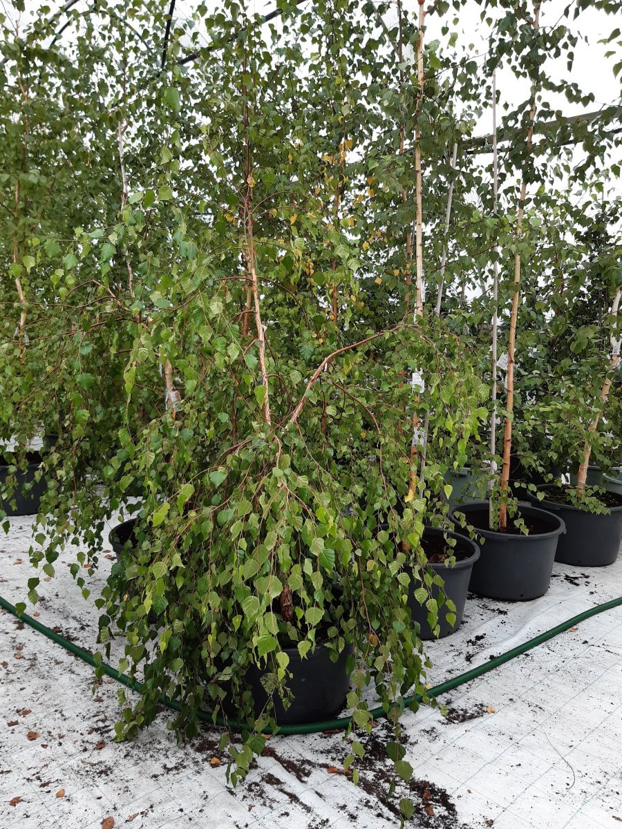 Береза повислая - фото 2