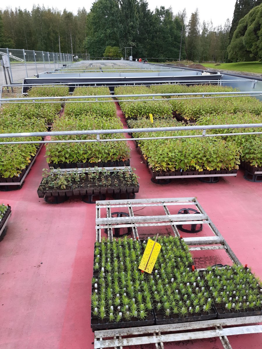 Береза повислая - фото 9