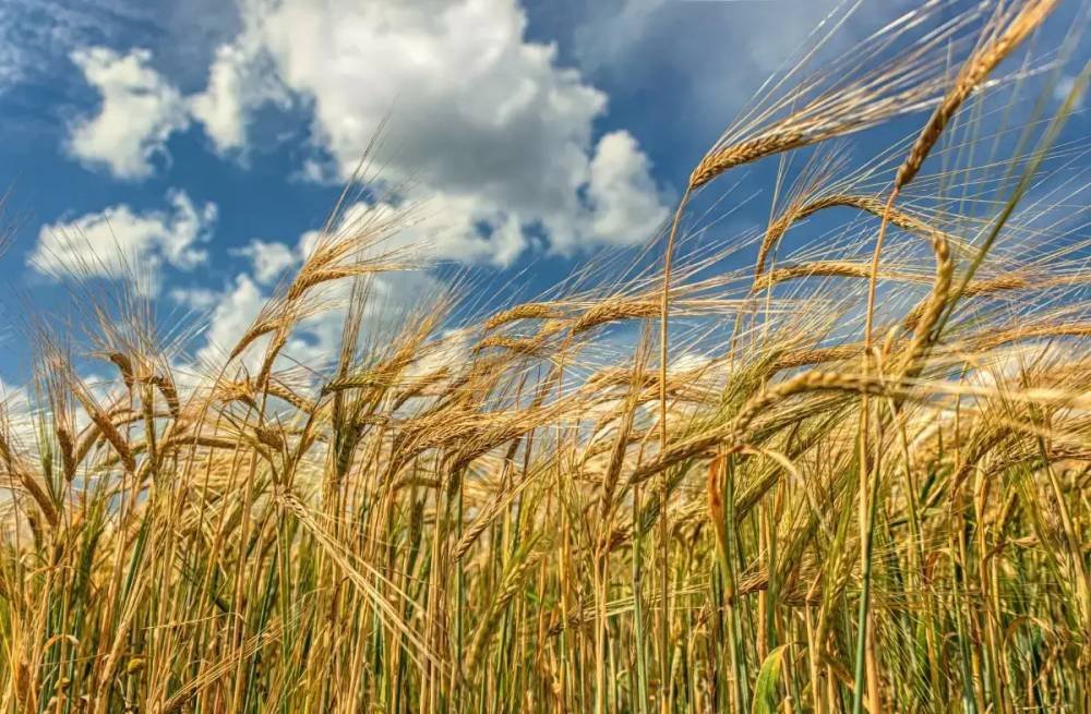 Сидерат Рожь