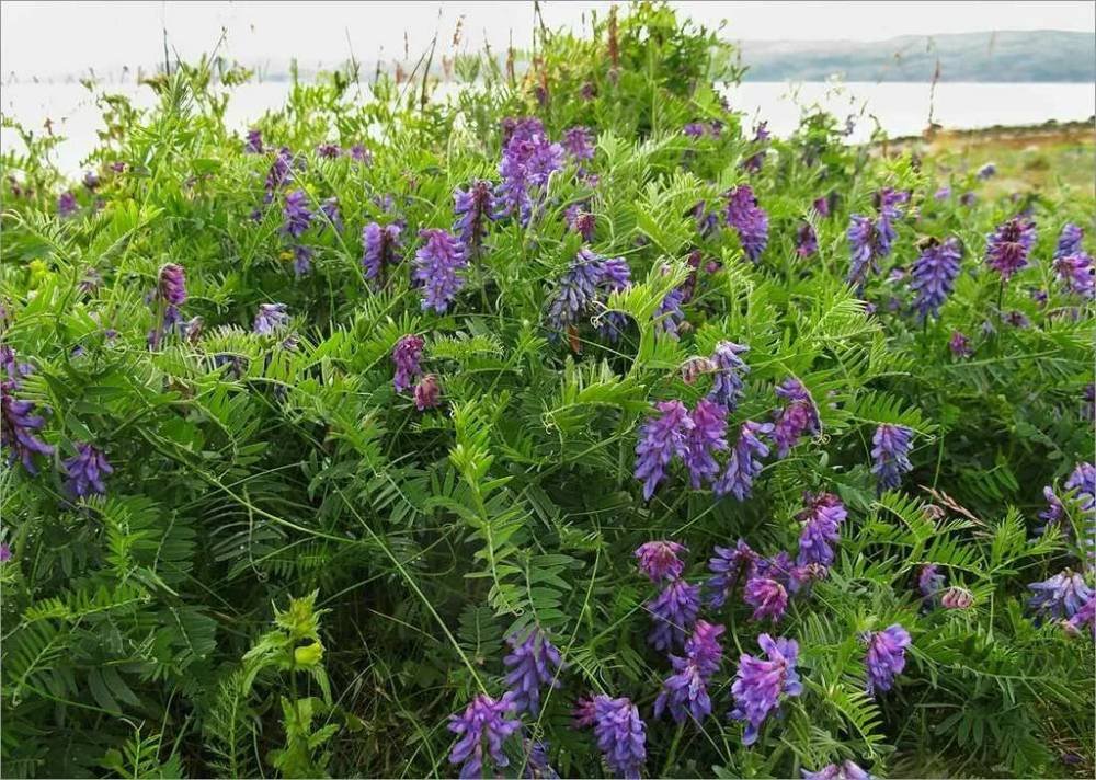 Сидерат Вика