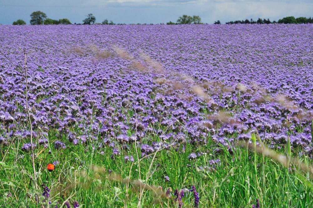 Сидерат Фацелия