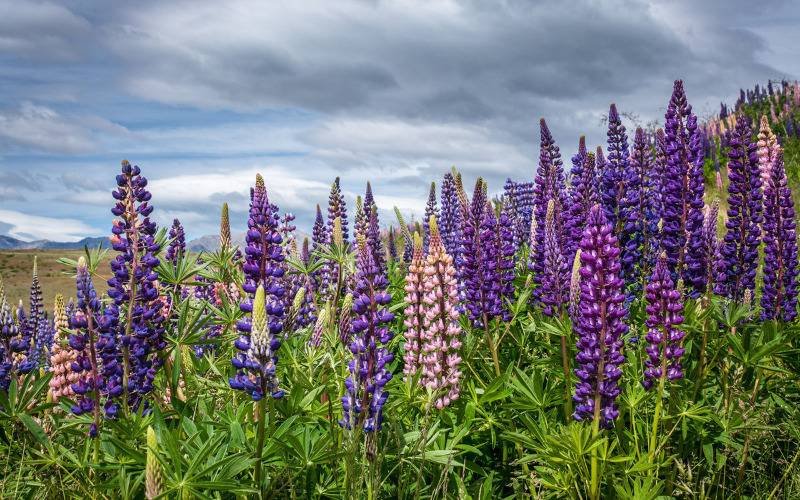 Сидерат Люпин