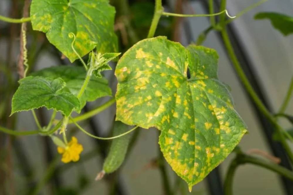 пожелтение огурцов в теплице