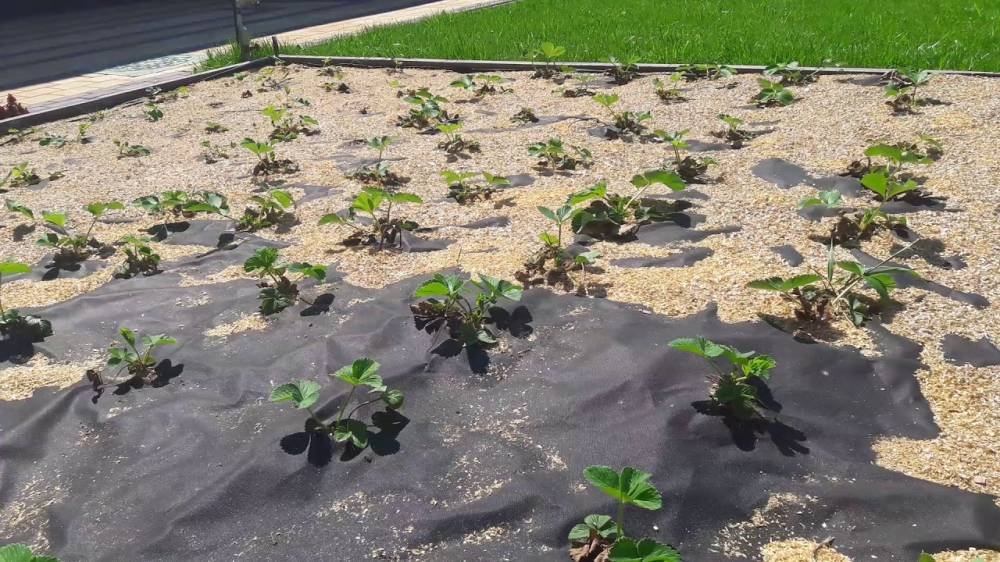 мульчирование черной пленкой мульчирование черной пленкой