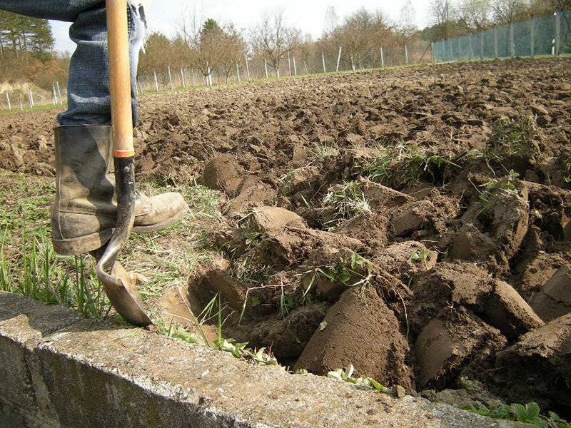 перекопка и выборка корней перекопка и выборка корней