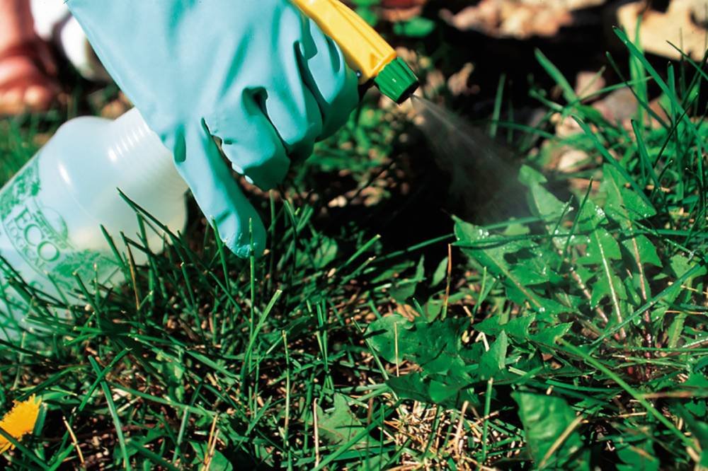 точечное применение гербицидов точечное применение гербицидов