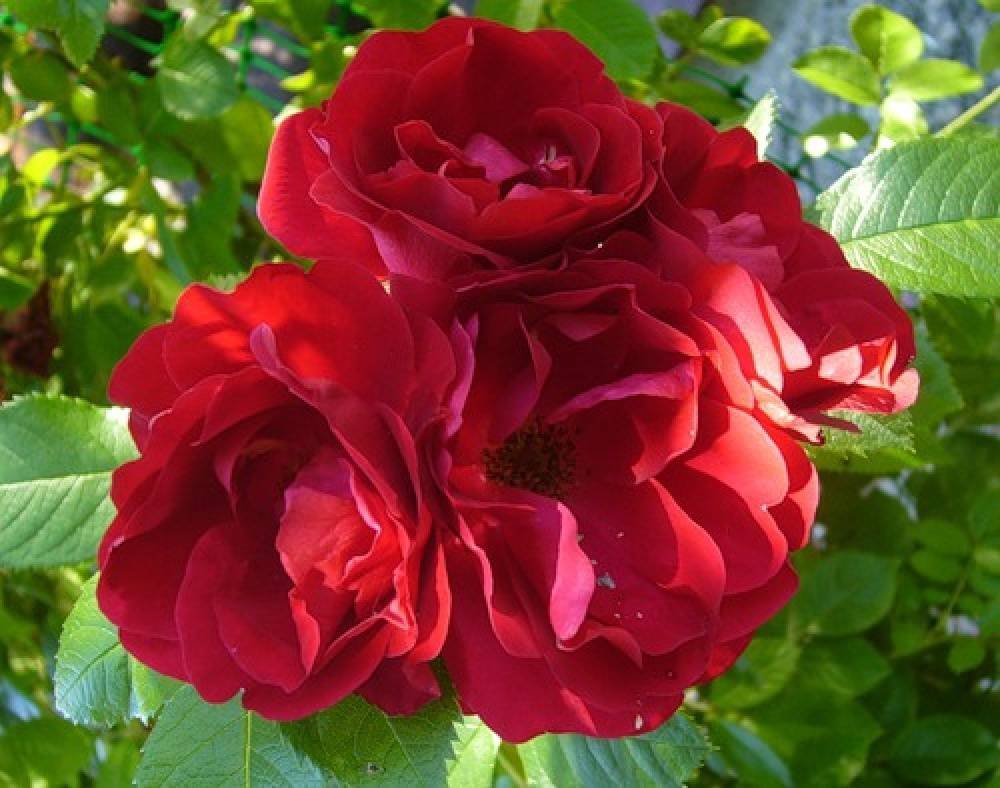 Flammentanz Flammentanz