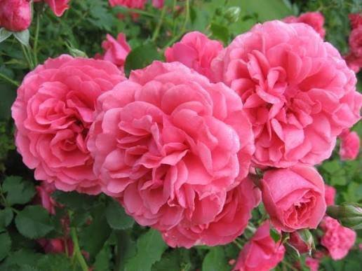 Rosarium Uetersen Rosarium Uetersen