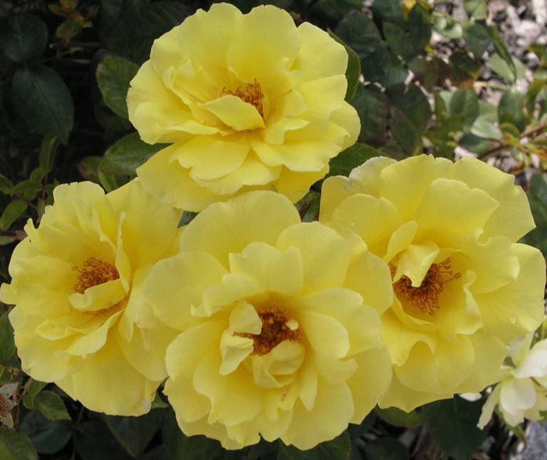 Golden Showers Golden Showers