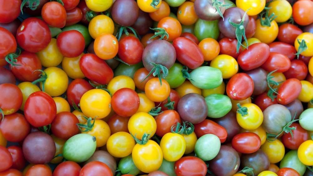 Подкормка томатов во время цветения и завязывания плодов