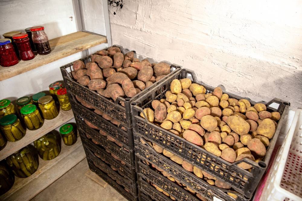 Картофель: условия хранения