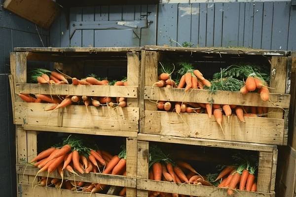 Морковь и свекла